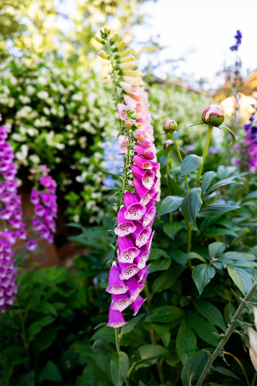 foxglove-flowers
